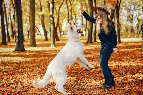 Игры с препятствиями в саду развивают координацию и выносливость у собак