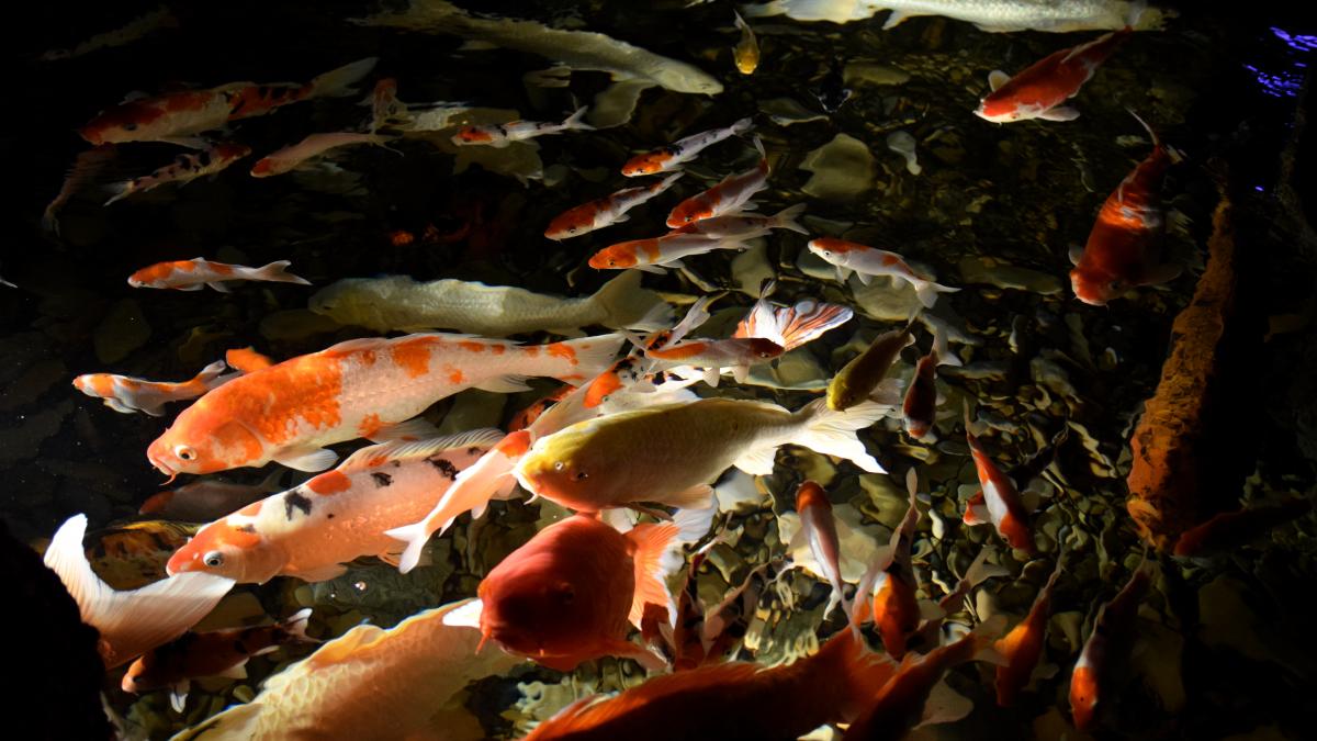 Koi carps (23441305853) Koi carps (23441305853)