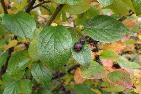 Агрономы назвали черноплодный кизил лучшим кустарником для осенней посадки Агрономы назвали черноплодный кизил лучшим кустарником для осенней посадки