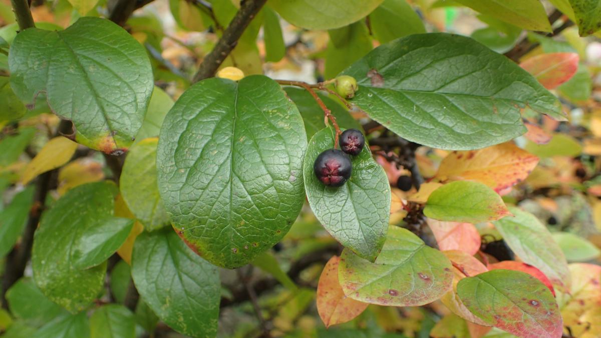 Черноплодный кизил Черноплодный кизил