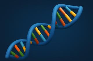 Ген SOX9 активнее работал у неандертальцев формируя крупные челюсти — Лонг