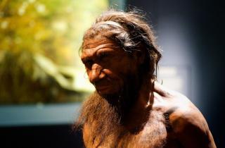 Неандертальцы не имели особых носовых структур для холода — Бузи