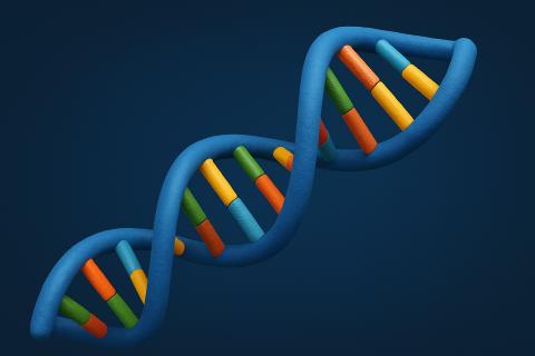 Учёные впервые связали целый череп с денисовцами по белкам и ДНК — Earth