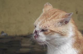 Некоторые кошки могут быть бессимптомными носителями лишая