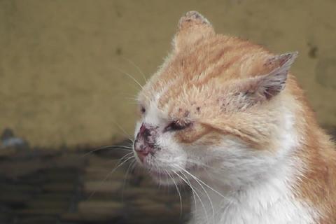 Некоторые кошки могут быть бессимптомными носителями лишая