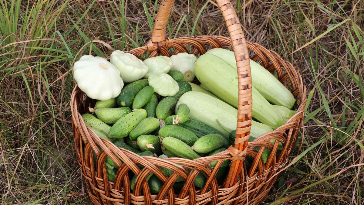 Кабачки, огурцы, патиссоны