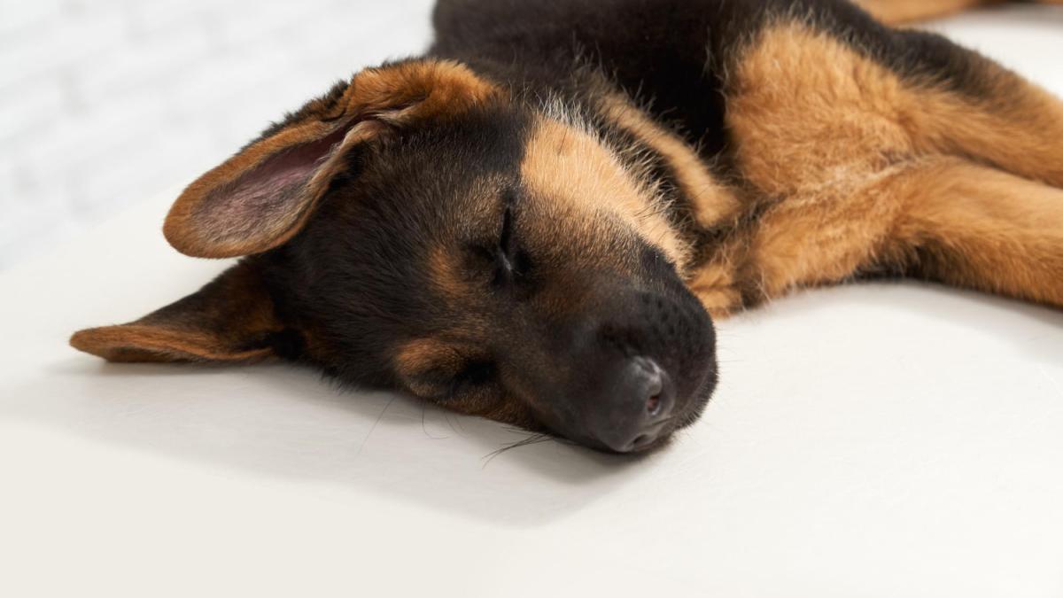 Спящий щенок