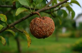Заморозки в период завязи усиливают оржавленность плодов — Анастасия Гулис