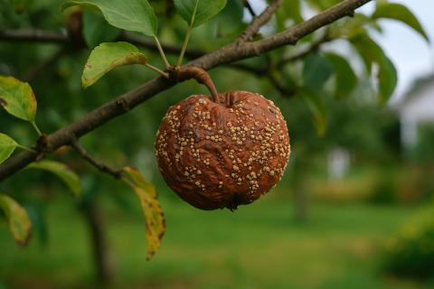 Заморозки в период завязи усиливают оржавленность плодов — Анастасия Гулис