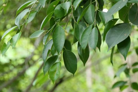 Водка помогает фикусу восстанавливать листья и улучшать здоровье — МИР 24