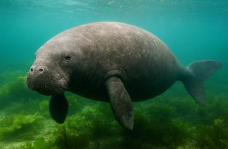 Окаменелости в Катара переосмысляют роль морских коров в экосистемах - Popsci