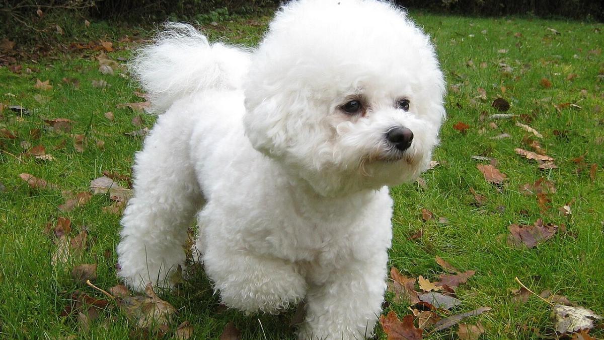 Бишон-фризе Бишон-фризе