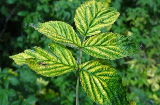 Пожелтение листьев связано со снижением выработки хлорофилла — садоводы