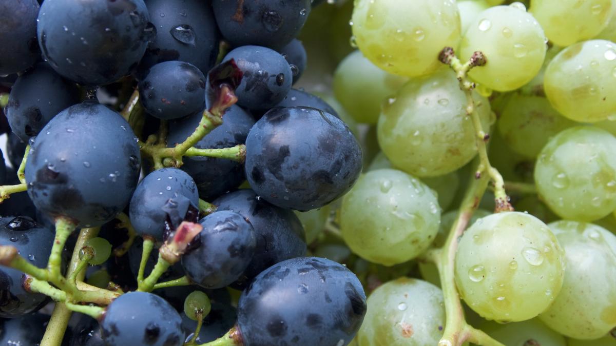 Grapes, Rostov-on-Don, Russia