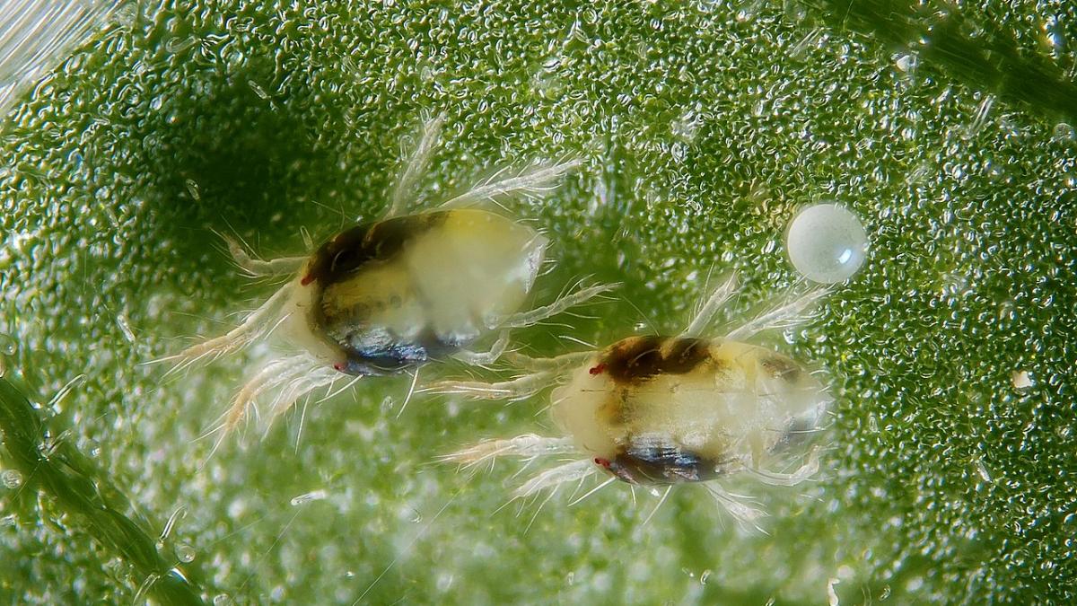 Паутинный клещ