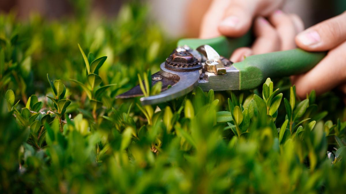 Обрезка кустов