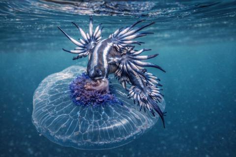 Голубой дракон обитает на границе воды и воздуха, используя природную маскировку - Nature