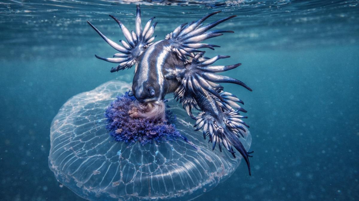 Голубой дракон на медузе