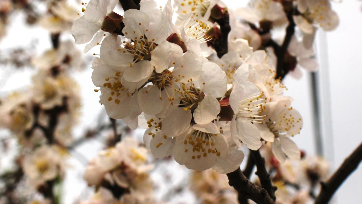 Prunus armeniaca flowers in Kharkov Prunus armeniaca flowers in Kharkov