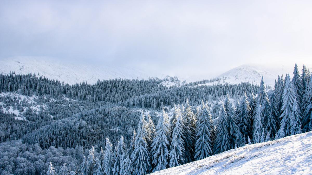 Зима в лесу