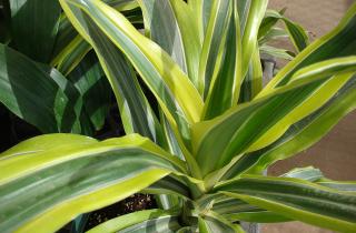 Не ожидал такого эффекта: сменил свет и температуру — драцена преобразилась