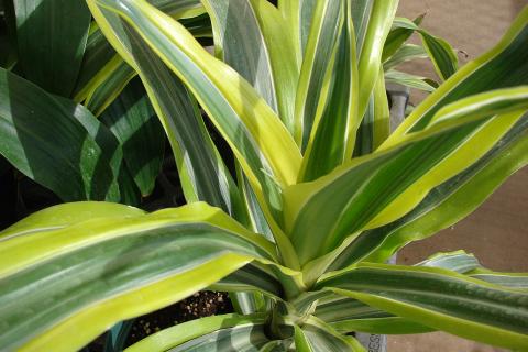 Не ожидал такого эффекта: сменил свет и температуру — драцена преобразилась