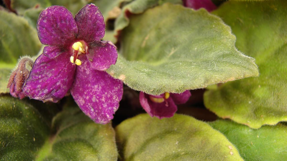 Африканская фиалка