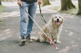 Исследование показало влияние микробов собак на эмоциональность подростков — Университет Азабу