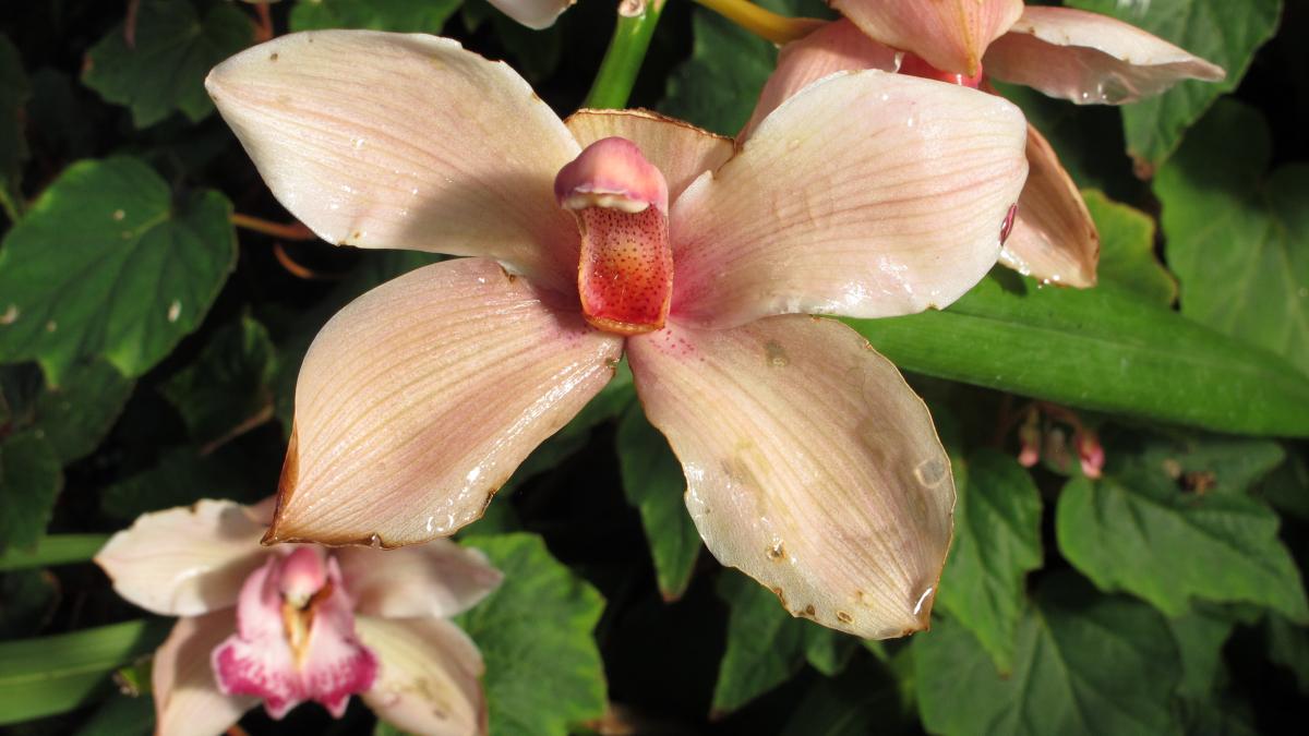 Kew Gardens orchid festival, orchid bloom - geograph.org.uk - 6081941