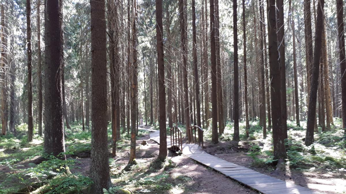 Комаровский берег