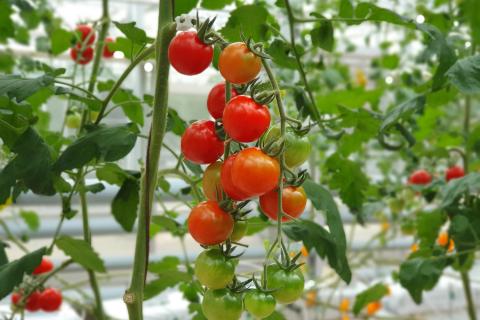 Совместная посадка огурцов и томатов создаёт конфликт микроклимата и снижает урожайность – Михаил Стрельцов