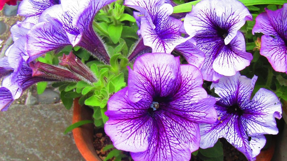 Петуния (Petunia ×atkinsiana)