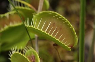 Забыла о проблемах с мухоловками зимой — с этим простым способом они переживают любую зиму