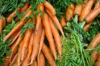 Агроном Алексей Орлов: понижение температуры превращает крахмал в сахар у корнеплодов