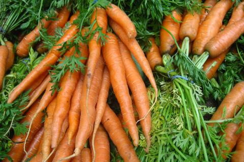 Агроном Алексей Орлов: понижение температуры превращает крахмал в сахар у корнеплодов