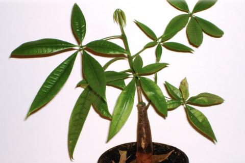 Зелёная коса слабеет на глазах: секретный приём, который возвращает пахире тропическую мощь