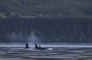 Страшное открытие на Берингом острове: косатки нападали друг на друга в жуткой агрессии