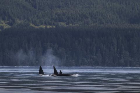 Страшное открытие на Берингом острове: косатки нападали друг на друга в жуткой агрессии