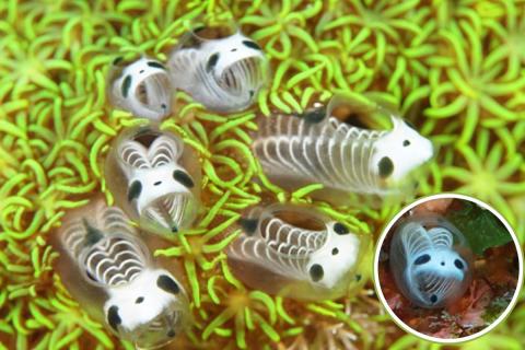 Ученые обнаружили более 40 новых видов морских животных в Аргентинском каньоне Мар-дель-Плата