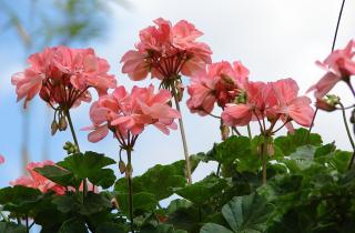 Герань нельзя оставлять на балконе при заморозках