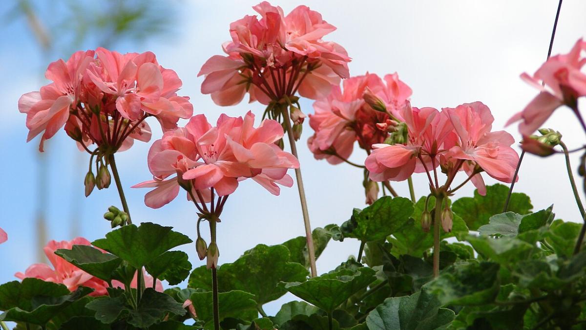 Герань Герань