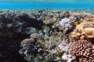 Рифы ежедневно меняют состав микроорганизмов в воде — Science Advances
