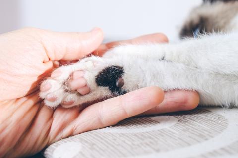 Ветеринары: состояние когтей у кошки связано с питанием и возрастом
