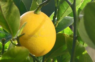 Хотите лимоны прямо с подоконника? Расскажу, как вырастить лимонное дерево из косточки