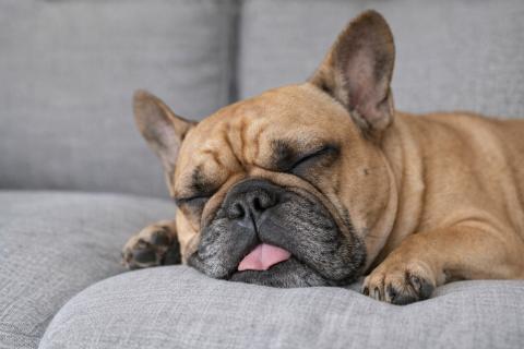 Не просто сны и подёргивания: ночные блуждания собаки могут указывать на проблему