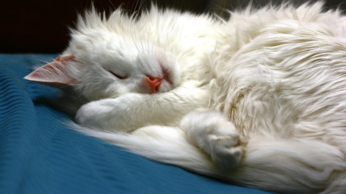 Спящий кот Спящий кот