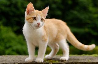 Научился читать погоду по своим кошкам — удивительные сигналы о температуре и осадках