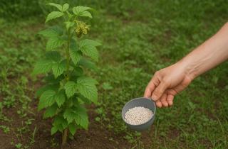 Добавил сульфат алюминия в почву — и гортензия изменила цвет прямо на глазах