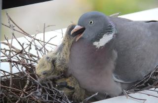 Яркие синие и красные цвета отпугивают голубей по данным орнитологов