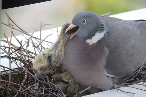 Яркие синие и красные цвета отпугивают голубей по данным орнитологов